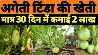 Chappal Tinda Ki Kheti। Chappal Tinda Ki Kheti Kaise Kare। चप्पल टिंडा की खेती की संपूर्ण जानकारी