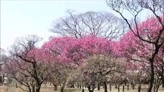 荒山公園梅林　動画－３（２０１８年２月２７日）