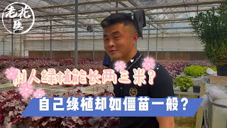 【养花必懂小知识】别人绿植能长两三米？自己绿植却如僵苗一般？这是什么原理？ Tips and tracks for green plants.