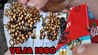 Essa ABELHA você NUNCA VIU e ela VALE OURO (Enxame espetacular)