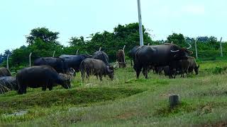 ក្របីធំៗៗ ងាយស្រួលចិញ្ចឹម ឲ្យស៊ីស្មៅវាលស្រែ