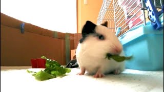 レタスの食べ方のクセが強いモルモットGuinea pigs with a strong habit of eating lettuce #guineapig #モルモット