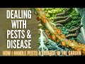 How I Handle Pests & Disease In My Garden 🐛🐛🐛 || Garden Pests || Pest Disease Control In The Garden