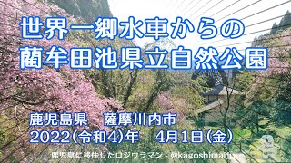 【桜】世界一郷水車からの藺牟田池【白鳥】　鹿児島県　薩摩川内市　2022（令和4）年　4月1日（金）