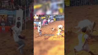 சூப்பர் மாடு🔥 | அலங்காநல்லூர் ஜல்லிக்கட்டு 2025 | #alanganallur #alanganallurjallikattu #shortvideo