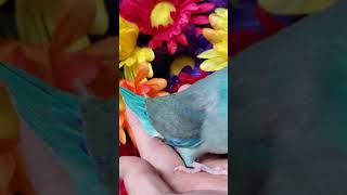 turquoise baby boy pacific parrotlet