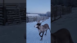 Beautiful Reindeer's Adorable Happy Prance || ViralHog