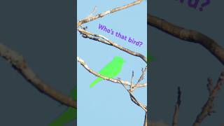 Who’s that bird? #birdidentification #birds #birding #facts #guessinggame #nature #birdslover