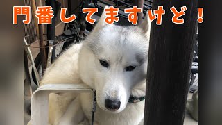 番犬失格＃黒柴＃ハスキー