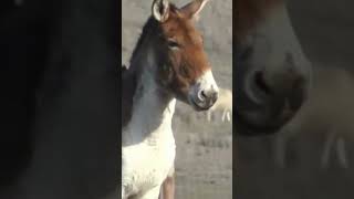 Cute Donkey meeting with mare | Super Murrah Donkey and Donkey Meeting