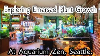 Exploring Emersed Plant Growth \u0026 Wabi Kusa Design At Aquarium Zen in Seattle. Aquatic Plants on Land