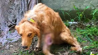 Abused and Neglected: An Abandoned Dog Who Lost Trust but Found Love