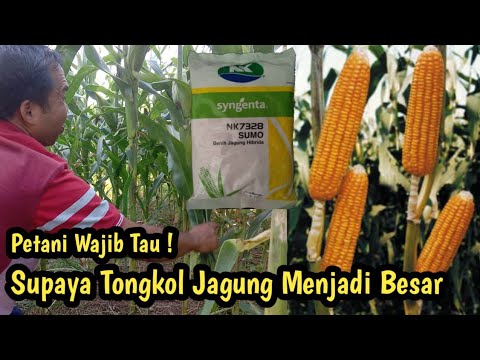 Cara Pemangkasan Daun Tanaman Jagung Untuk Mengoptimalkan Pembesaran ...