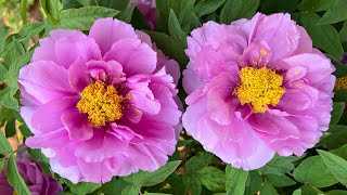 洛陽牡丹 花開富貴 Luoyang Peony Festival - Echo 246