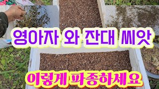 영아자 와 잔대 씨앗파종하는법 #영아자 #잔대