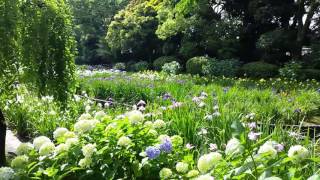 菖蒲園(城北公園)