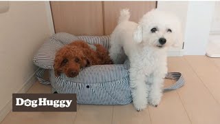 トイプードルのルイくん【DogHuggy お預かり動画‎´•ﻌ•`🐾】