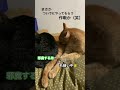 【保護猫】 4兄弟　よく毛繕いするコは毛並みがいい気がする‼️ shorts ねこのいる生活 cat