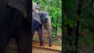 kodanad Elephant Training Centre