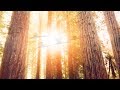 Whispers by Ayla Nereo - The Most Beautiful Tree Song Ever Recorded