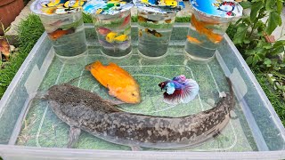 Unboxing Ikan Cupang Hias, Ikan Koki, ikan lele, Glofish, Ikan Hias, Ikan Koi, Guppy, Ikan Channa