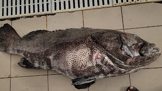 Hamour Fish Giant Filleting Skining Fantastic Skills। 30 KG/$320 Hamour Fish Cutting। Fish Filleting