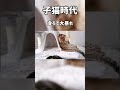 【子猫時代】後ろで大暴れ 猫 子猫 猫動画 猫のいる暮らし ベンガル cat fyp shorts short