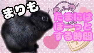 【黒うさぎ】ぼーーーっとしてるだけでも、くりくりお目目が可愛い！