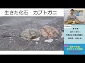 親子で参加　夏の生きもの講座　第１部「夏だ！海だ！干潟の生き物大解説！」