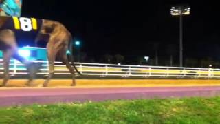 Mardi gras race track greyhound presentation