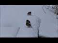 春のドカ雪とスズメと野鳥たち～sparrows wild birds in spring snow ～