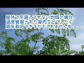 スーパーフードと言われるモリンガの魅力・食味・利用方法などご紹介／2022晩夏