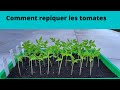 Comment repiquer des tomates je vous montre tout