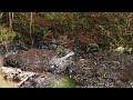 ♪鳥くん野鳥動画（山梨県・奥庭山荘）ヒガラ水浴び