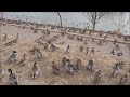 永山新川のカモとハクチョウ動画 編