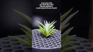 空氣鳳梨 Tillandsia xiphioides x arequitae (purple flower) x diguetii - Air Plants in Taiwan, 台灣