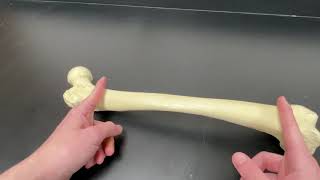 Skeletal Practical: Femur, Tibia, and Fibula