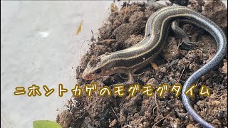 ニホントカゲ　バッタ捕食　餌