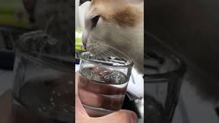 Cat drinking a cup of water in 2 minutes 😂😂 must watch so Cute ❤️😍