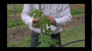 How to Train \u0026 Prune Tickled Pink™ Grapes for Strong Growth | Grape Care Tips