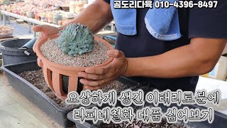 요상망측한 모양의 이태리토분에 라피네철화 대품 심기, 쓰던 화분 다시 써도 굳이 살균까지 안하셔도 괜찮아요! @Gomdori_hyunoona