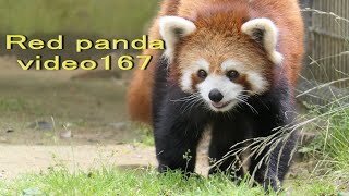 八木山レッサーリポート167 レッサーパンダ Red panda at Yagiyama zoo Video_167 八木山動物公園