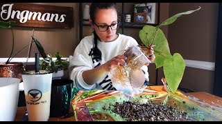 Let's Repot Some Plants! Upsizing my anthurium (THE STRESS). No Moss Poles Were Harmed In This Video