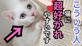 【必須行動】猫に好かれたいなら絶対にやるべき事5選