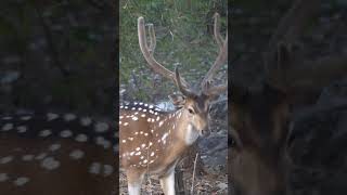 Chital Deer seen in a forest #shorts #wildlife