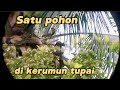 PETANI KELAPA BISA GIGIT JARI,KALAO SATU POHON DI KERUMUN BANYAK TUPAI