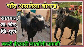 बकरी ईद स्पेशल चाँद असलेला बोकड | मोठा आणि स्पष्ट #चाँद | Chand wala bakra for bakra eid pune