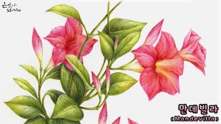 [꽃그림배우기/보태니컬아트] #53-2. 만데빌라 (Mandevilla) 색연필 그리기 (꽃그림 강좌)