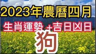 【古柏論命每月運勢 + 吉日凶日】2023年農曆四月(陽曆5/19 ~ 6/17)生肖運勢分享 -  狗