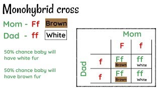 Monohybrid Inheritance